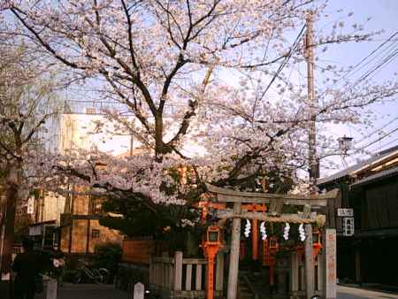 桜と辰巳神社