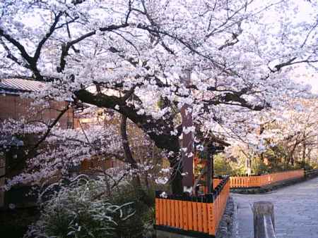 巽橋　周辺の桜