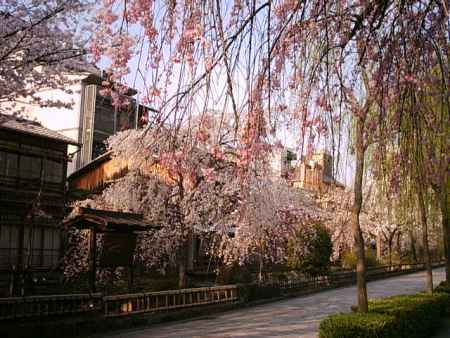 祇園白川の街並みと桜