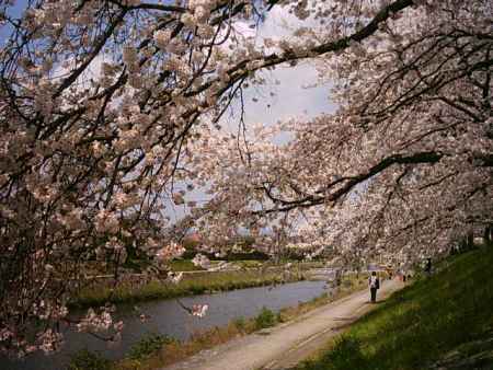 桜と川