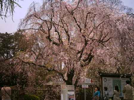 二条城の桜