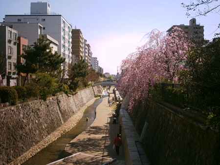 堀川と桜