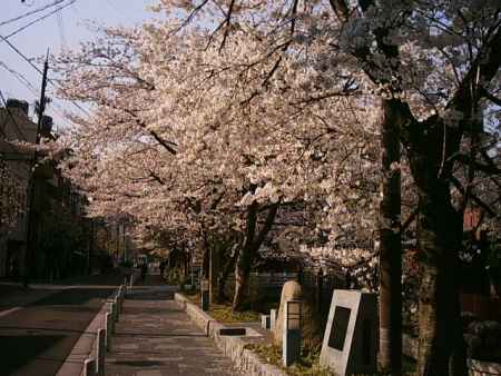 木屋町の桜並木