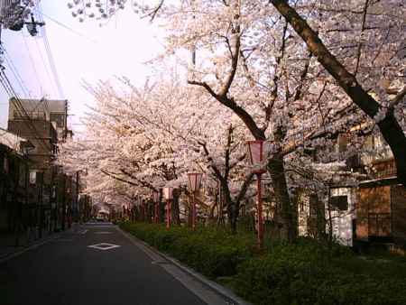 木屋町　桜の道