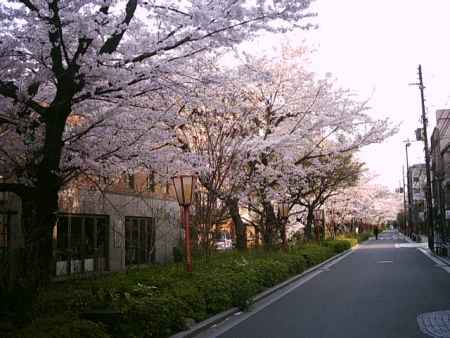 木屋町　桜の道