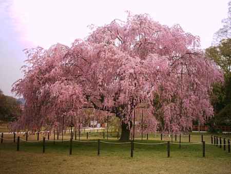 上賀茂神社　満開の桜
