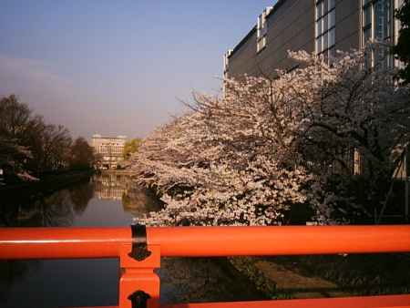 岡崎公園　赤橋の桜