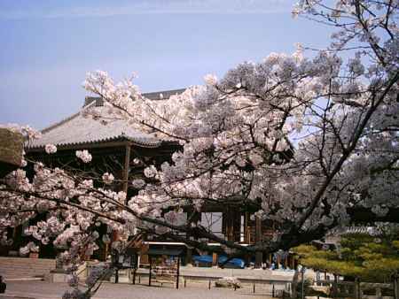 満開の桜の花　金戒光明寺