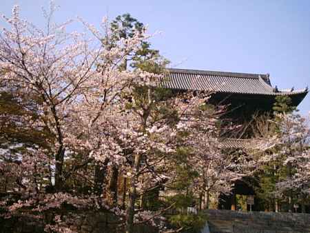 春の金戒光明寺　桜と松