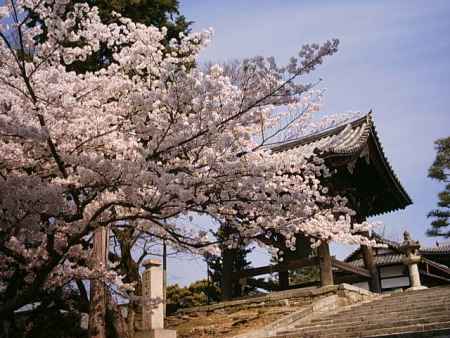 金戒光明寺　桜と階段