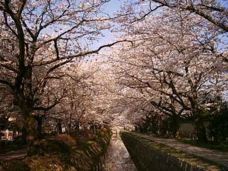 哲学の道の桜並木