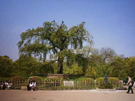 円山公園　緑の桜