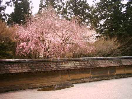 春の龍安寺