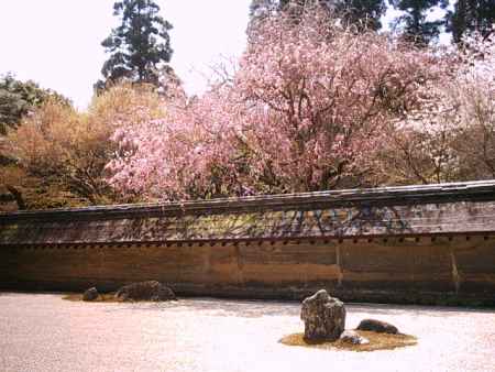 春の龍安寺の石庭