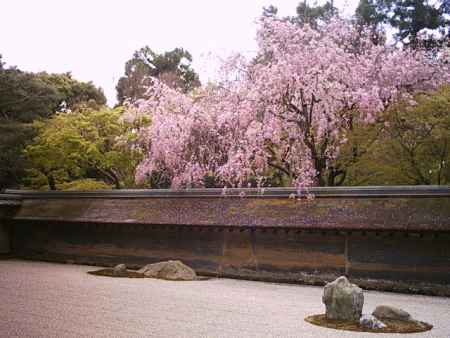 龍安寺　桜と方丈庭園