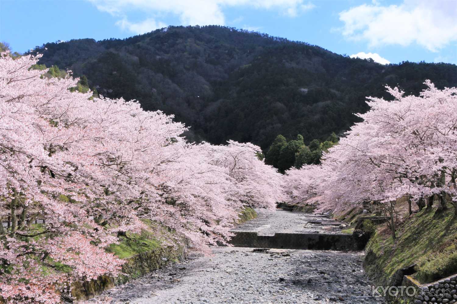 亀岡、七谷川の桜2019