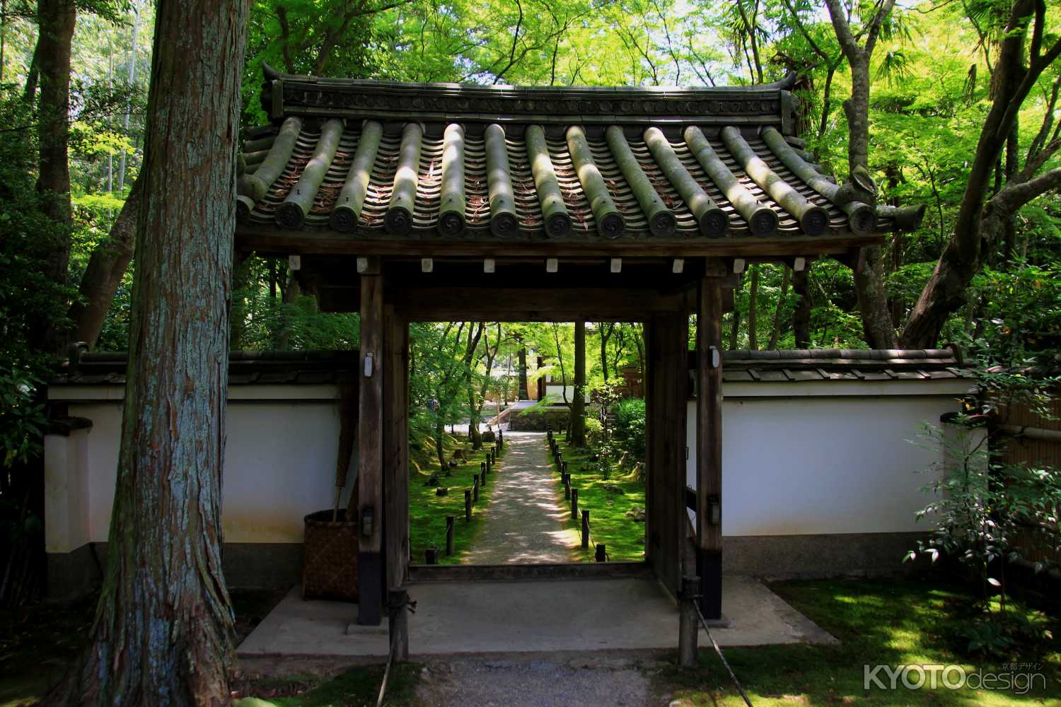 京都地蔵院の新緑