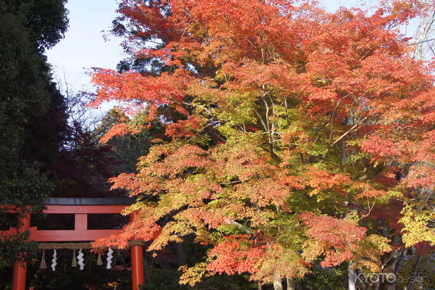 京都市の紅葉（大田神社）