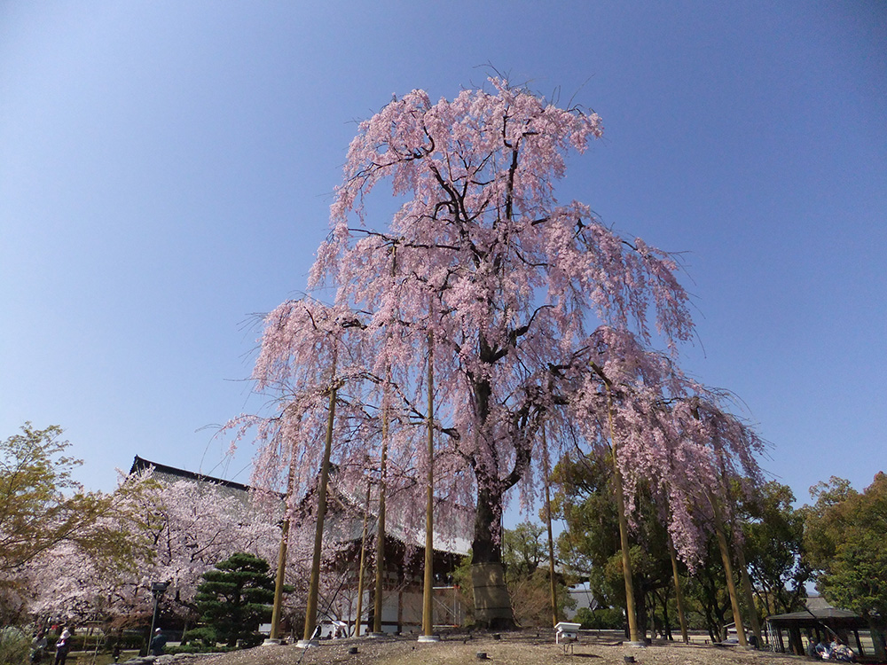 東寺の不二桜の桜