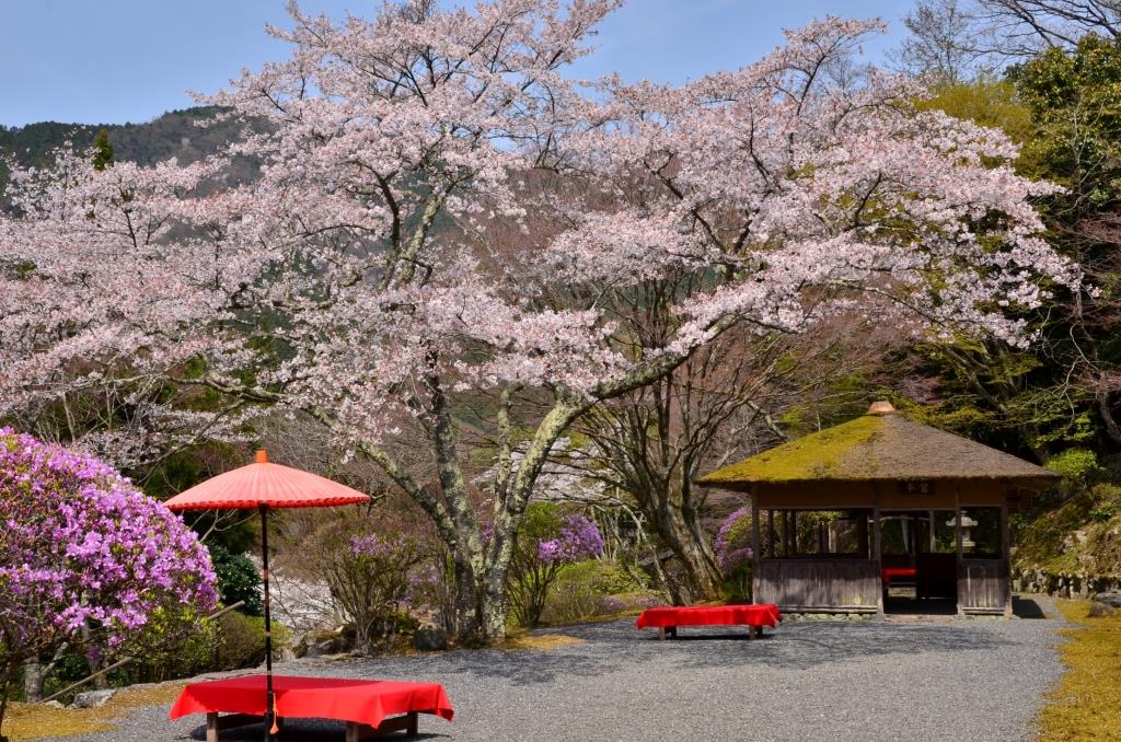 白龍園の桜