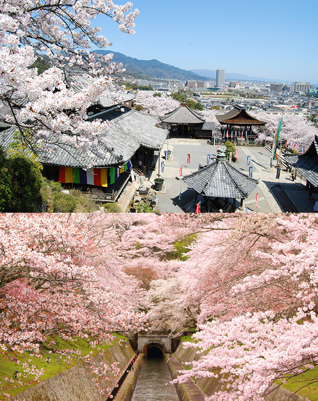 三井寺と琵琶湖疏水の桜