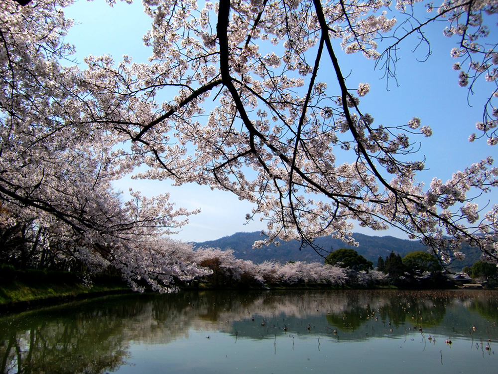 大沢池の桜