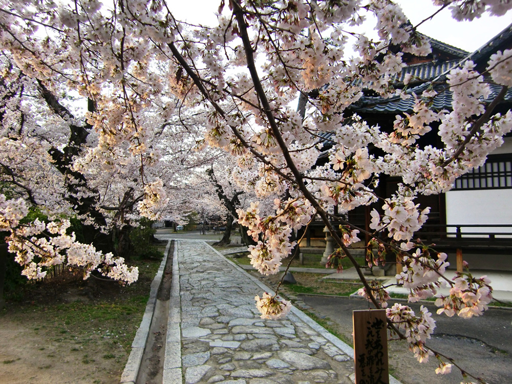 立本寺の桜