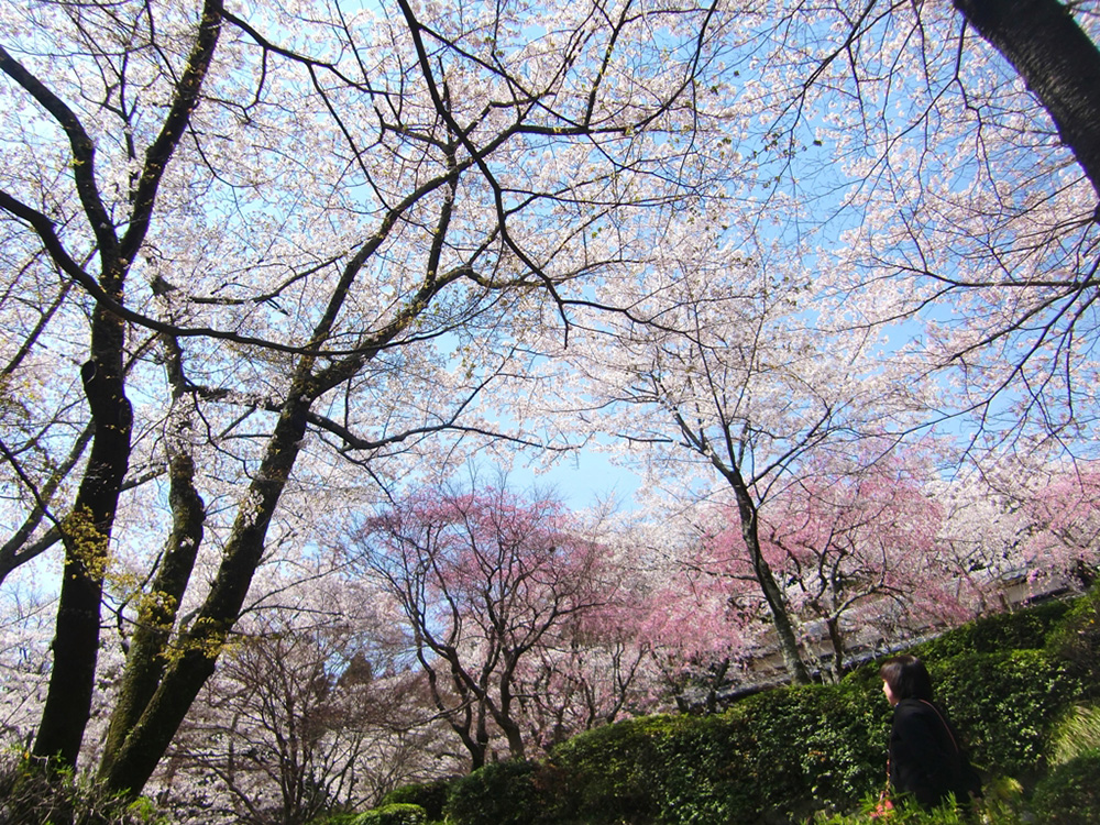 勝持寺の桜