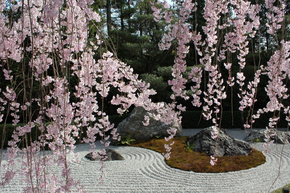 妙心寺 退蔵院の桜