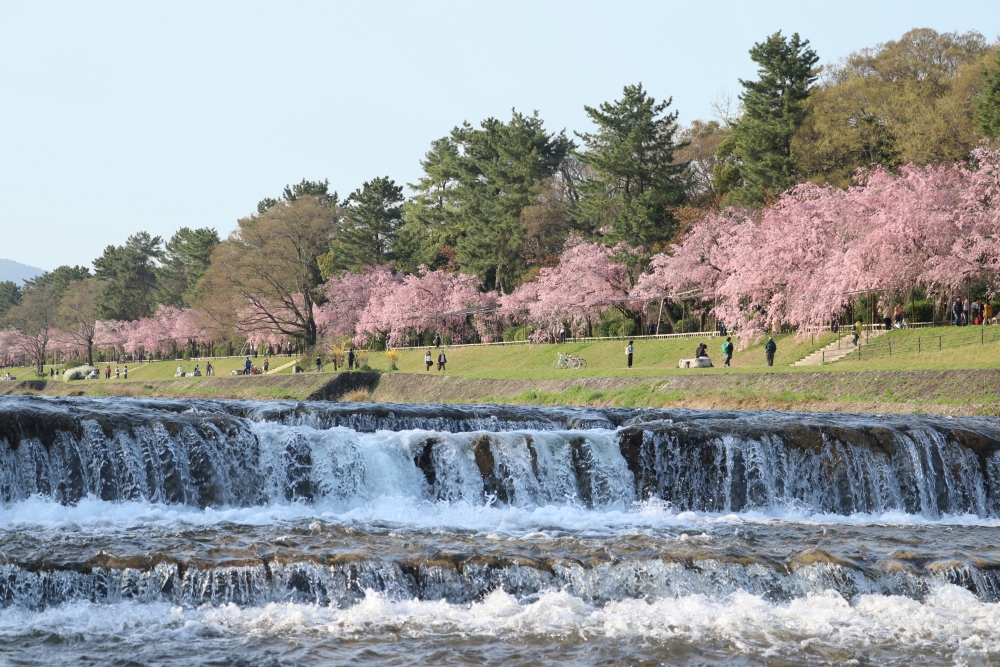 桜Ｖ字街道の桜