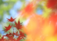『 秋の葉Vivid 』　作者名： muginemi さん