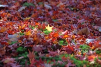 「 小さい秋見つけた 」　by 野村達記