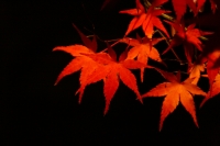 「 漆黒に浮かぶ紅葉 」　by shiracchi