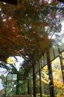 「 窓に映る紅葉 」　by まーまーまー