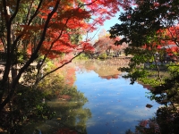 「 池に写る青空と紅葉のコントラスト 」　by こざるちゃん