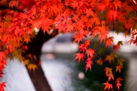 「 水辺の秋 」　by 福山　森