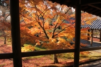 「 Tree of last colored leaves 」　by 電Renki