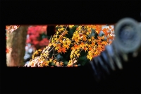 「 秋の窺い 」　by Hirobee