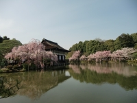 『 平安神宮の桜と池と 』　作者名： yukiko さん