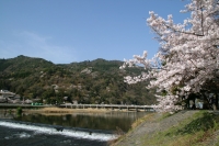 「 春の嵐山 」　by shiracchi