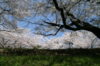 「 春うららか 」　by shiracchi
