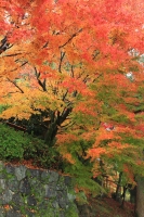 「 秋色の刻 」　by i-ok