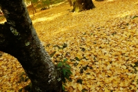 「 秋色の絨毯 」　by みさき