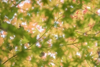 「 まざり合う、秋の色 」　by 鞠 英樹