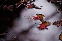 「 秋の落し物 」　by DOOJUU