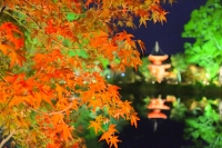 「 ライトアップで輝く紅葉と水面に写る心経宝塔 」　by NOBU