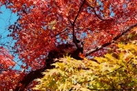 「 木の上の休憩所 」　by みさき