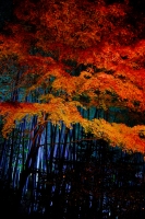 「 秋の夜の夢 」　by rikyu