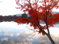 「 夕暮れの空に浮かぶ紅葉 」　by yasuran