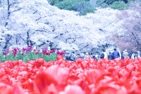 「 みんな見上げる桜花 」　by horetatty